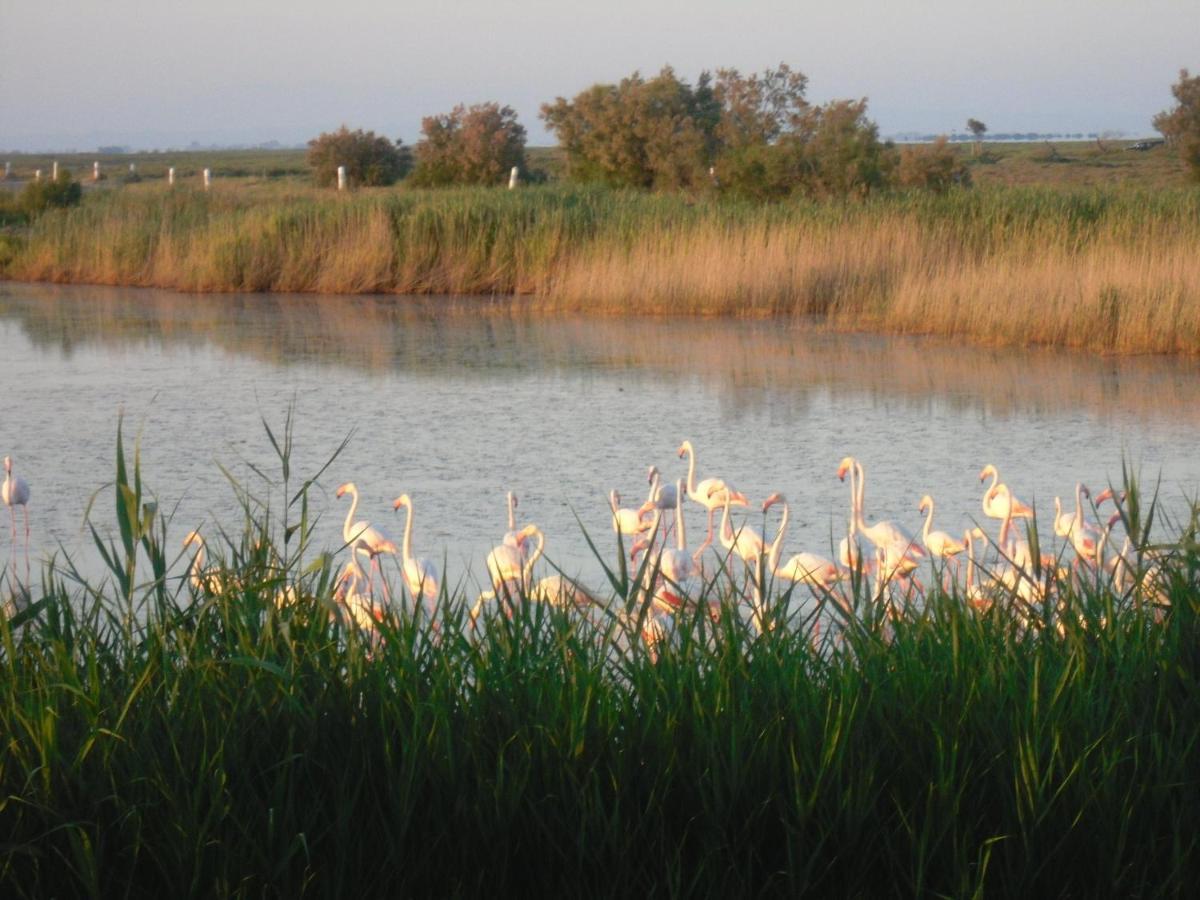 Chambre Les Flamants, Avec Vue Imprenable Sur Les Etangs, Les Oiseaux, La Nature, Petit Dejeuner Compris Saintes-Maries-de-la-Mer Luaran gambar